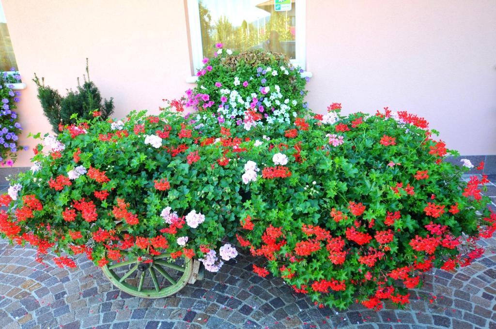 Villa Agritur Le Pergolette Tassullo Habitación foto